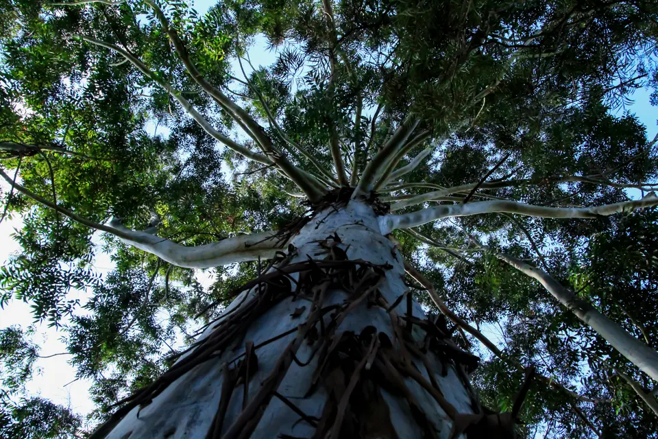 Arbre à Madagascar
